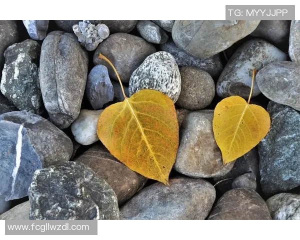 李丽的攀岩人生：在高峰之上与自我对话的深度探索